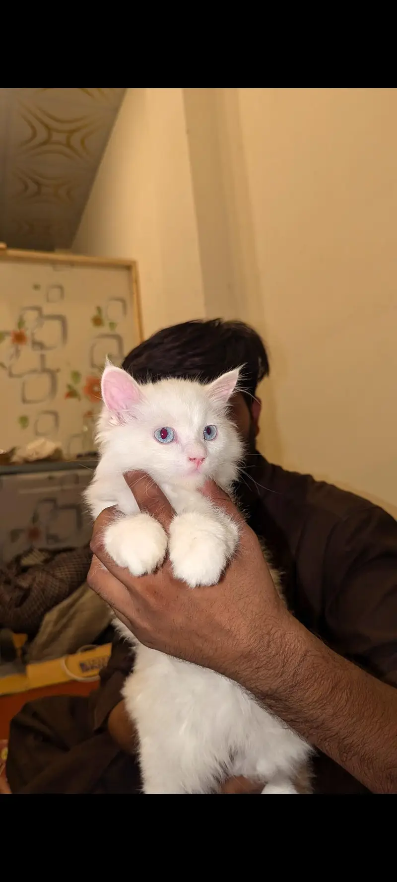 Persian Cat | White | Sky Blue Eyes | Triple Coat