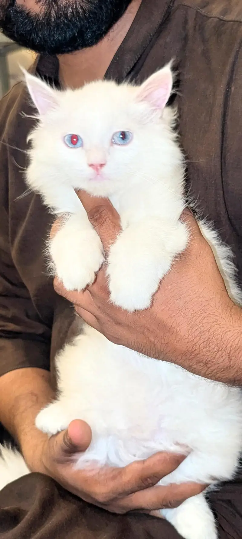 Persian Cat | White | Sky Blue Eyes | Triple Coat — photo 2