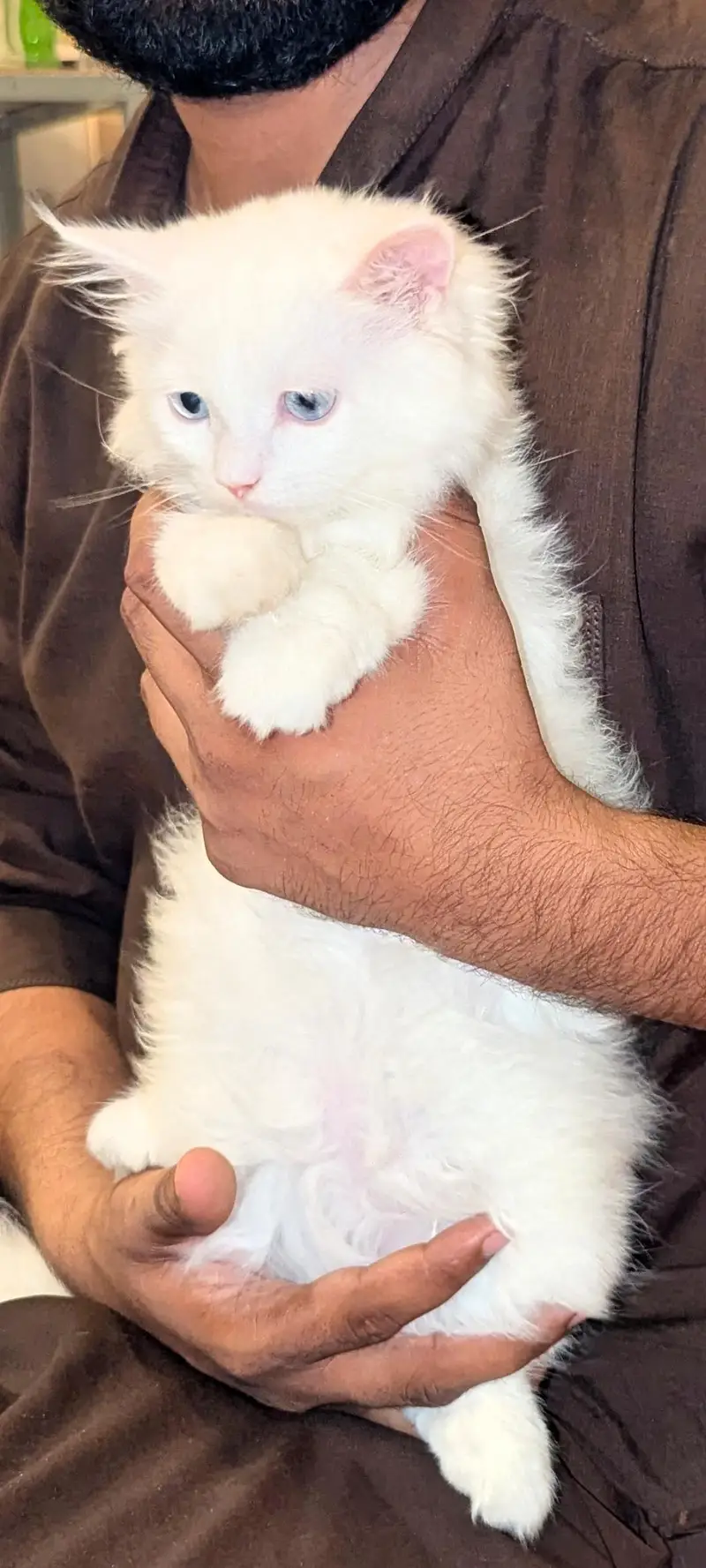 Persian Cat | White | Sky Blue Eyes | Triple Coat — photo 3