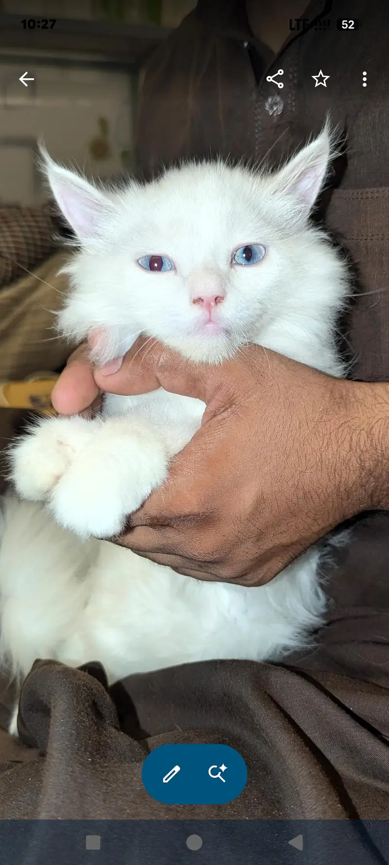 Persian Cat | White | Sky Blue Eyes | Triple Coat — photo 4