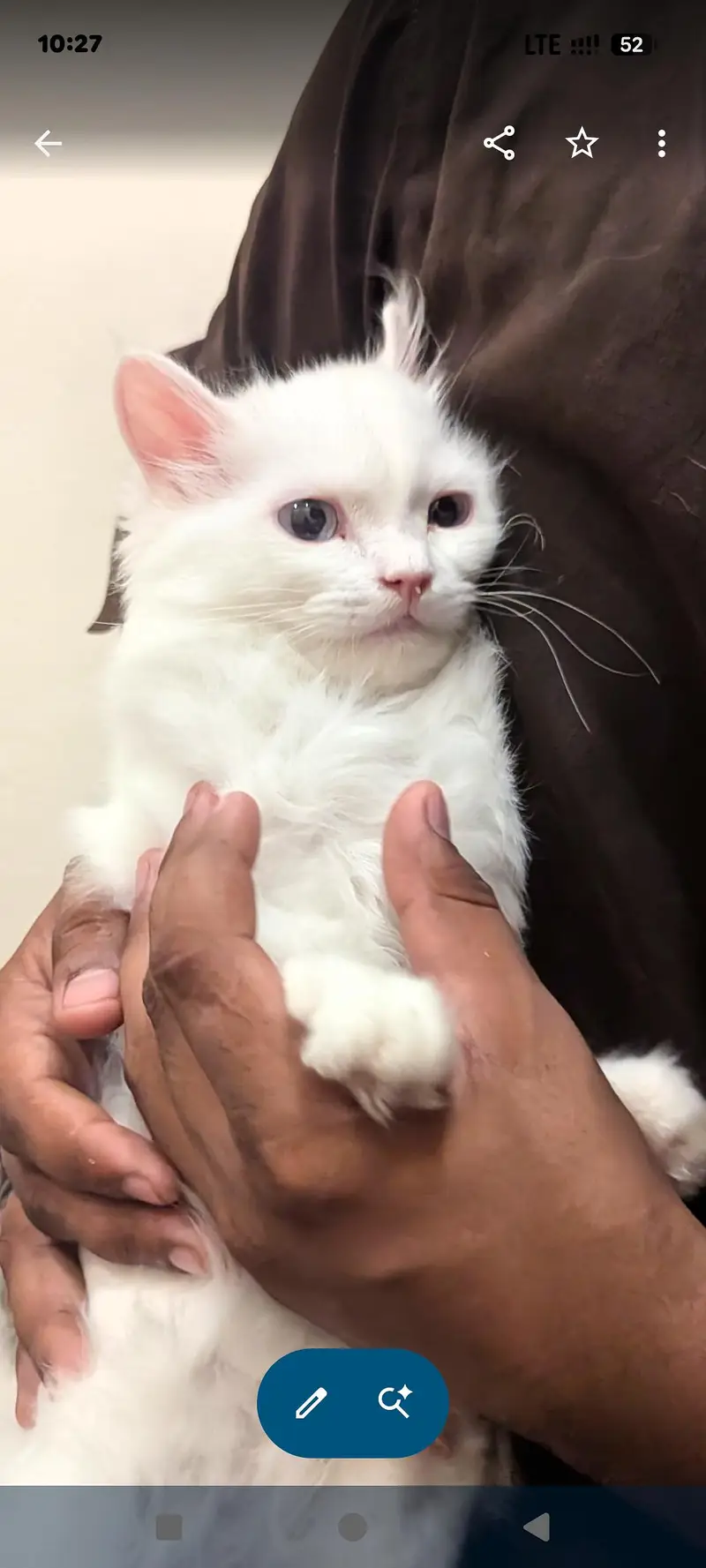 Persian Cat | White | Sky Blue Eyes | Triple Coat — photo 5