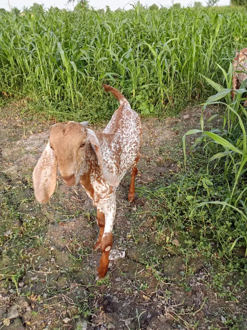 Makkah Chini Bakra For Sale _ 03218617598 رابطہ نمبر
