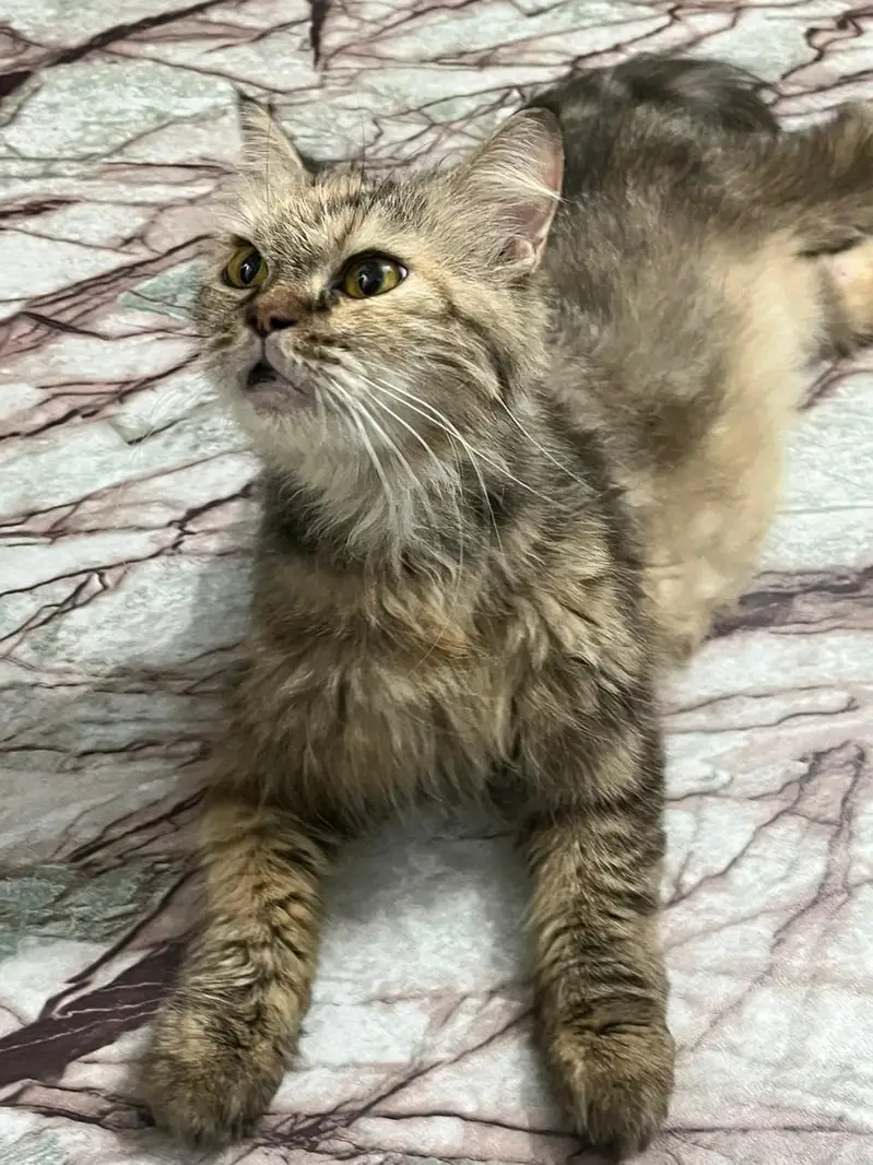 friendly cat for sale