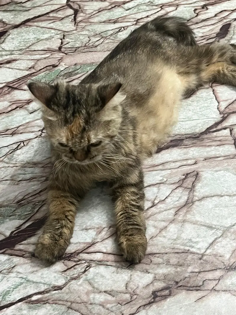 friendly cat for sale — photo 2