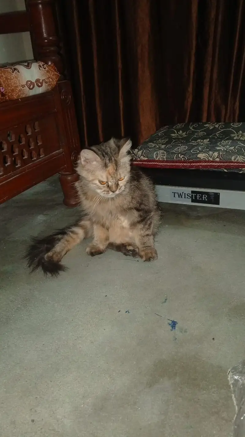 friendly cat for sale — photo 3