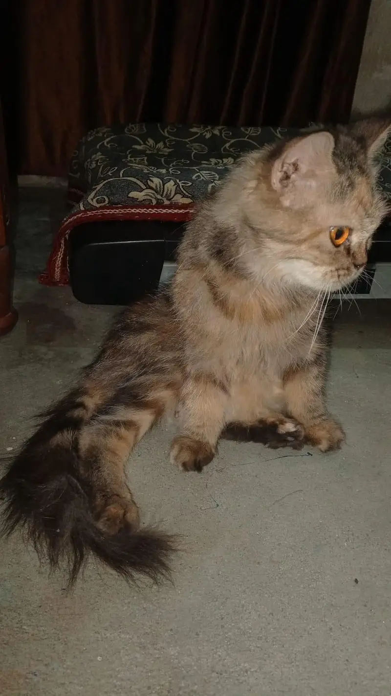friendly cat for sale — photo 4