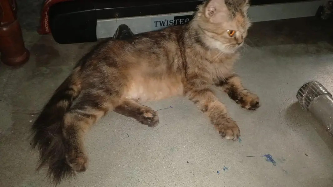 friendly cat for sale — photo 5