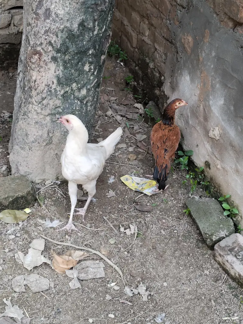گھر کی پلی ہوئی خوبصورت مادییاں / pathi / pathi for sale — photo 4