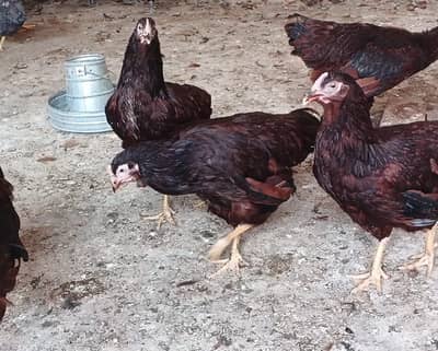 RIR Heritage 5 Female 2 Male RIR Heritage Chicks 3.5 Months old