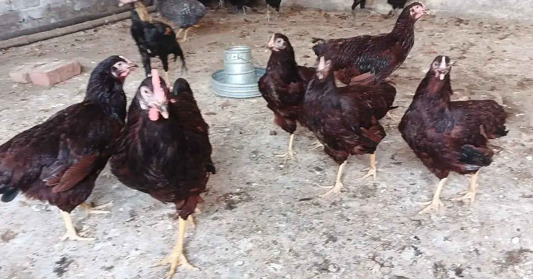 RIR Heritage 5 Female 2 Male RIR Heritage Chicks 3.5 Months old — photo 2