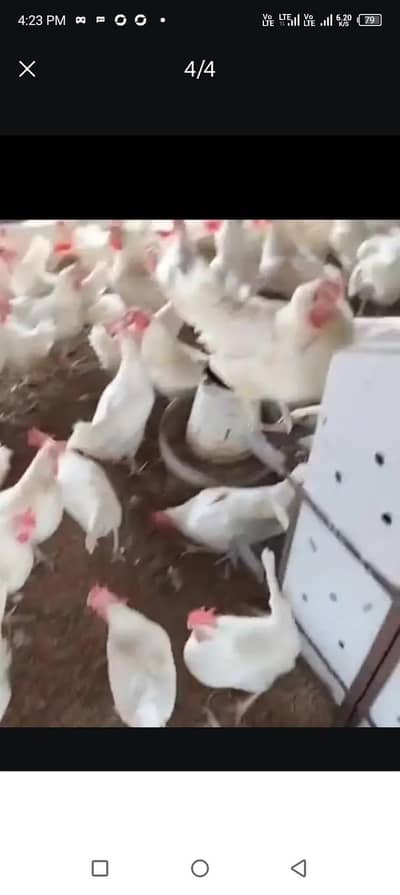 larey hens