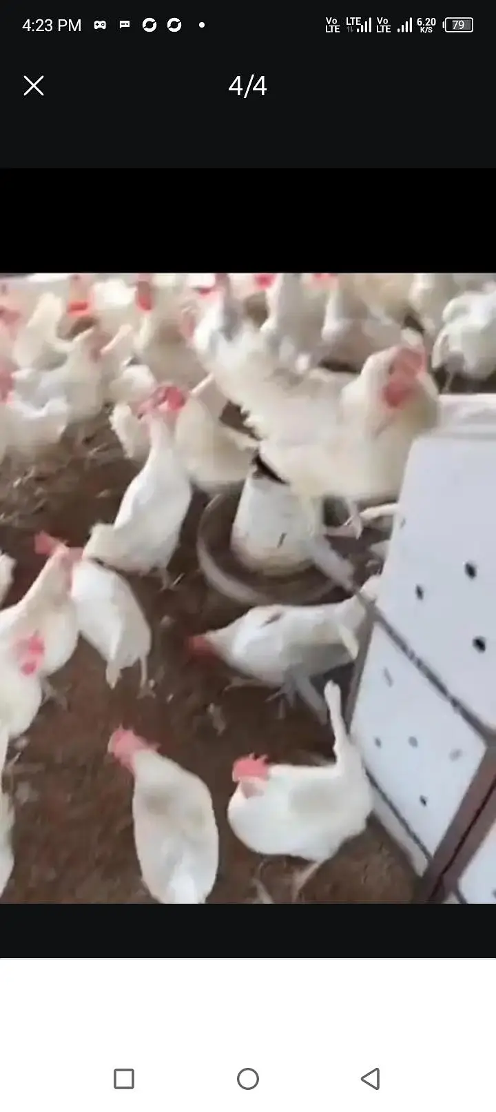larey hens