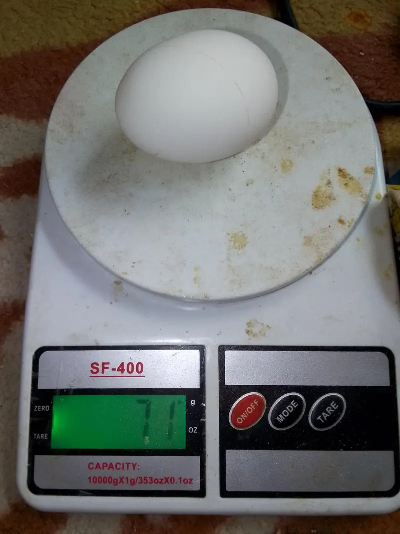 larey hens — photo 2