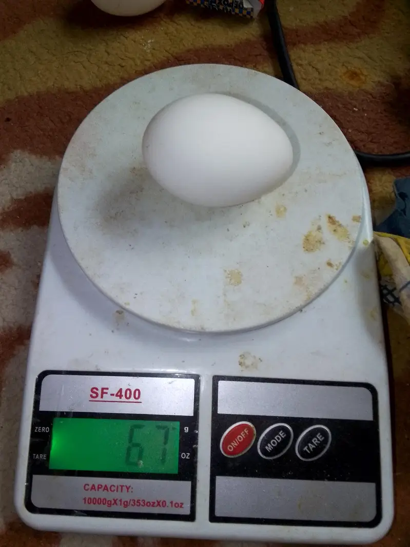 larey hens — photo 3