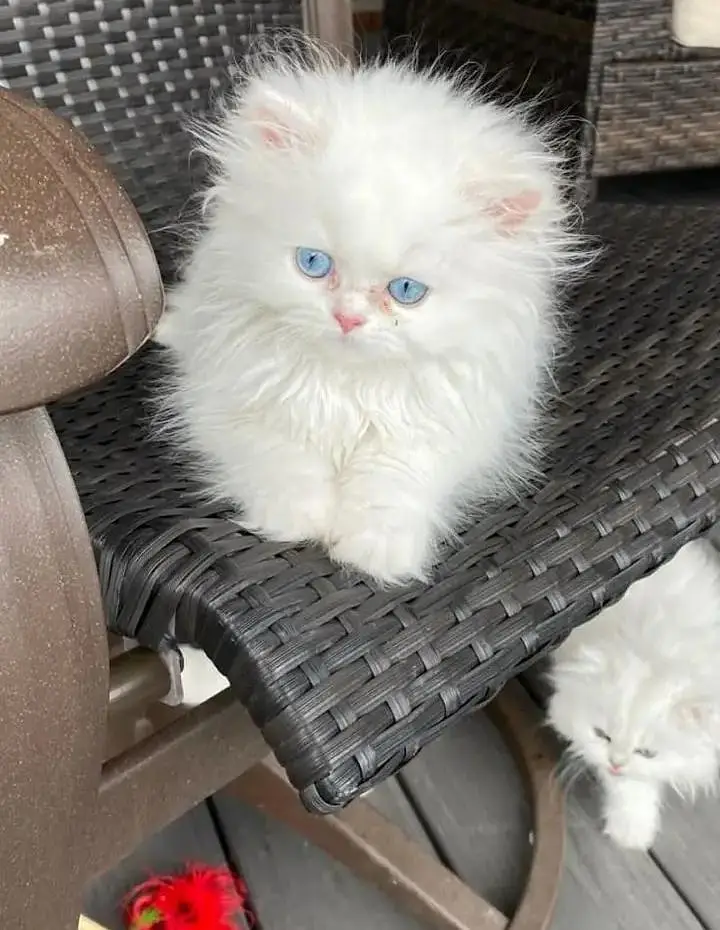 Imported breed — photo 3