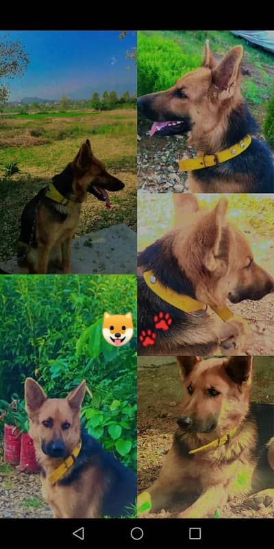 VACCINATED AND TRAINED Pure Breed German Shepherd Guard Dog Healthy
