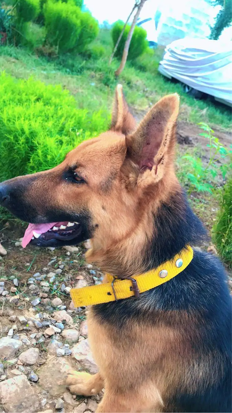 VACCINATED AND TRAINED Pure Breed German Shepherd Guard Dog Healthy — photo 2