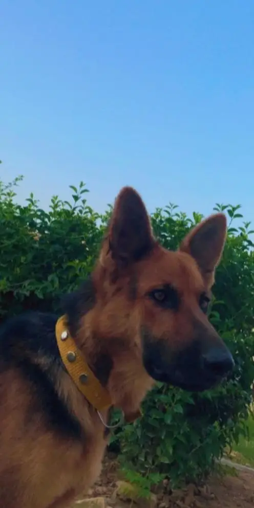 VACCINATED AND TRAINED Pure Breed German Shepherd Guard Dog Healthy — photo 3