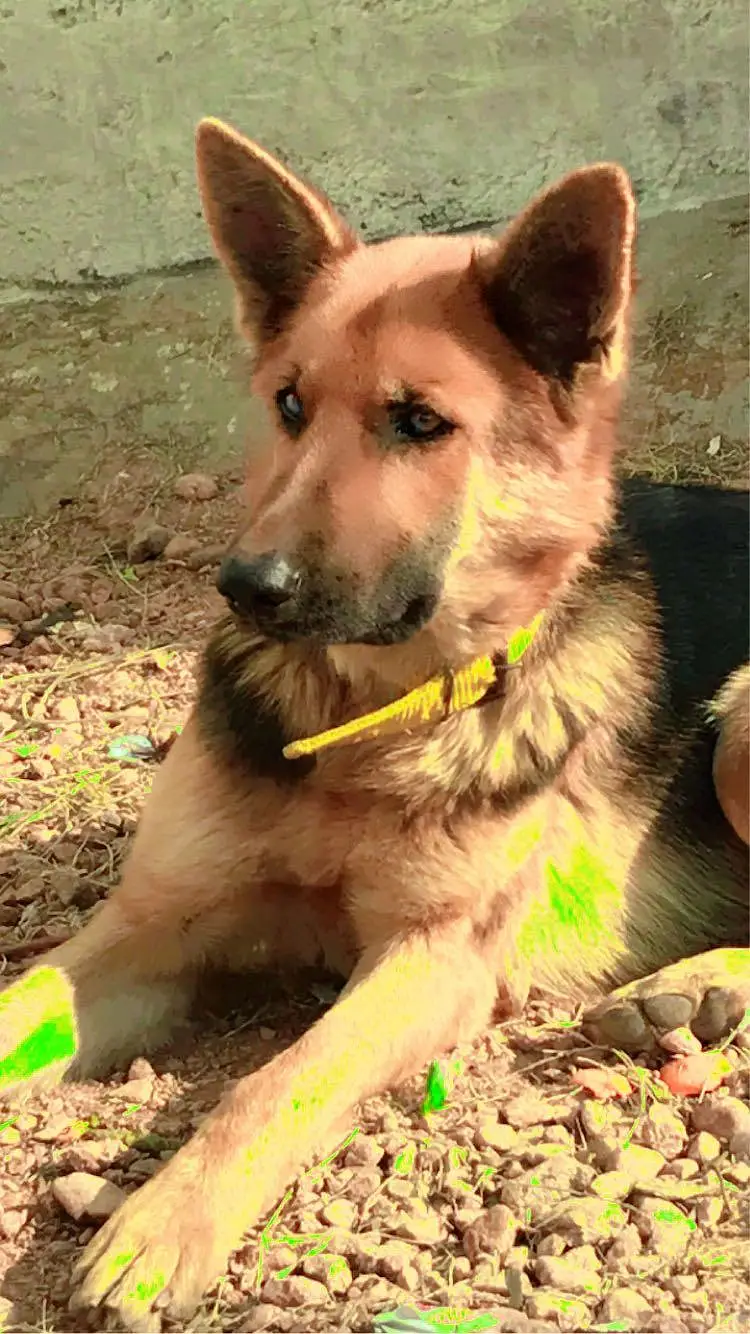 VACCINATED AND TRAINED Pure Breed German Shepherd Guard Dog Healthy — photo 4