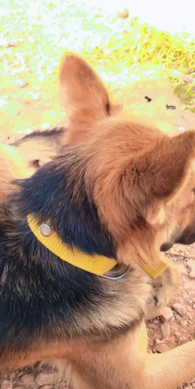 VACCINATED AND TRAINED Pure Breed German Shepherd Guard Dog Healthy — photo 5
