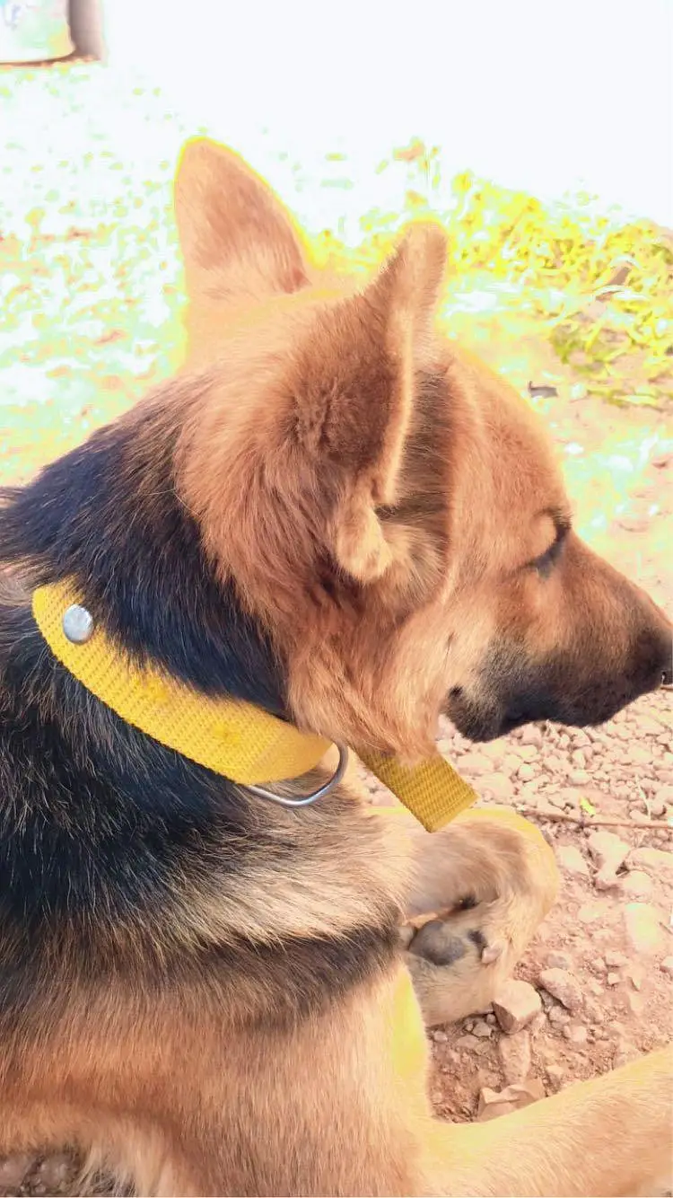 VACCINATED AND TRAINED Pure Breed German Shepherd Guard Dog Healthy — photo 7
