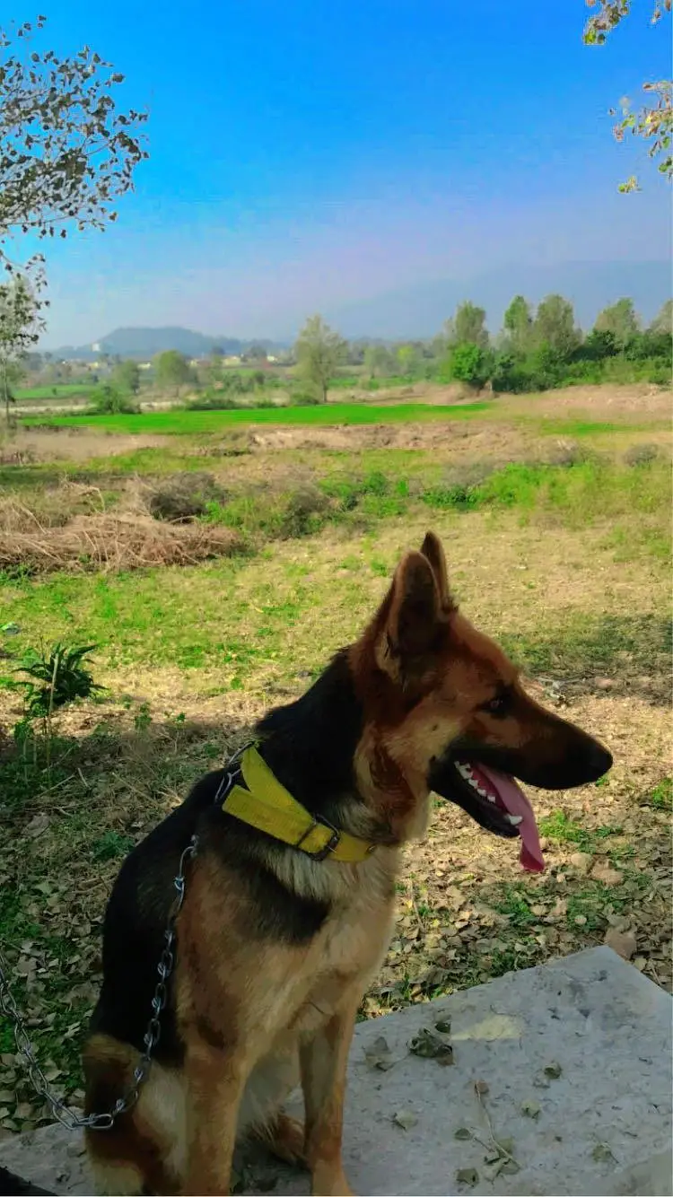 VACCINATED AND TRAINED Pure Breed German Shepherd Guard Dog Healthy — photo 8