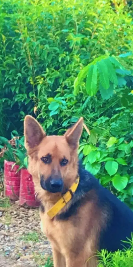 VACCINATED AND TRAINED Pure Breed German Shepherd Guard Dog Healthy — photo 9