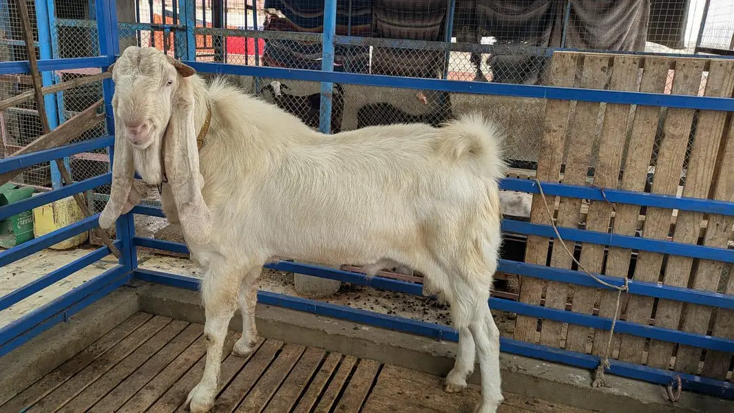 Gulabi Bakra For Sale