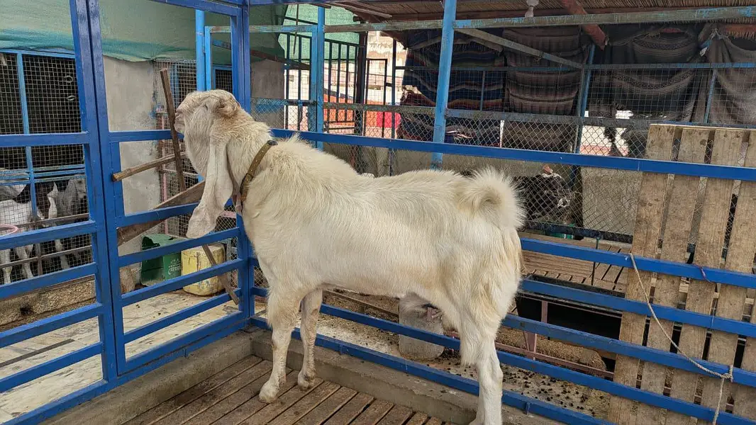 Gulabi Bakra For Sale — photo 3