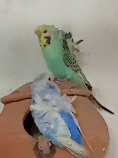 3 breeder pairs hogoromo