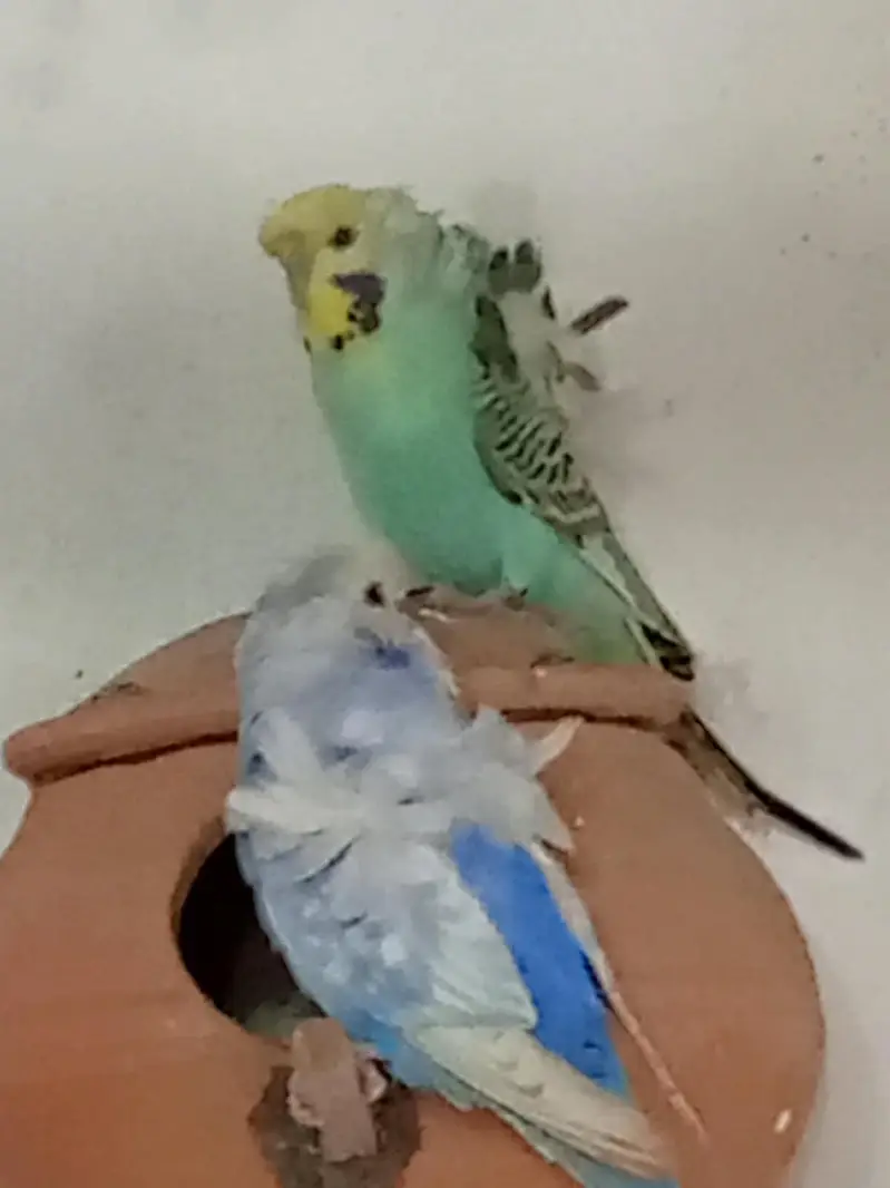 3 breeder pairs hogoromo