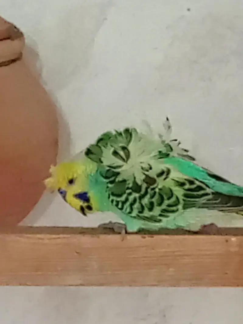 3 breeder pairs hogoromo — photo 3