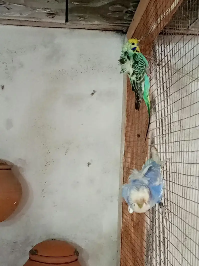 3 breeder pairs hogoromo — photo 4