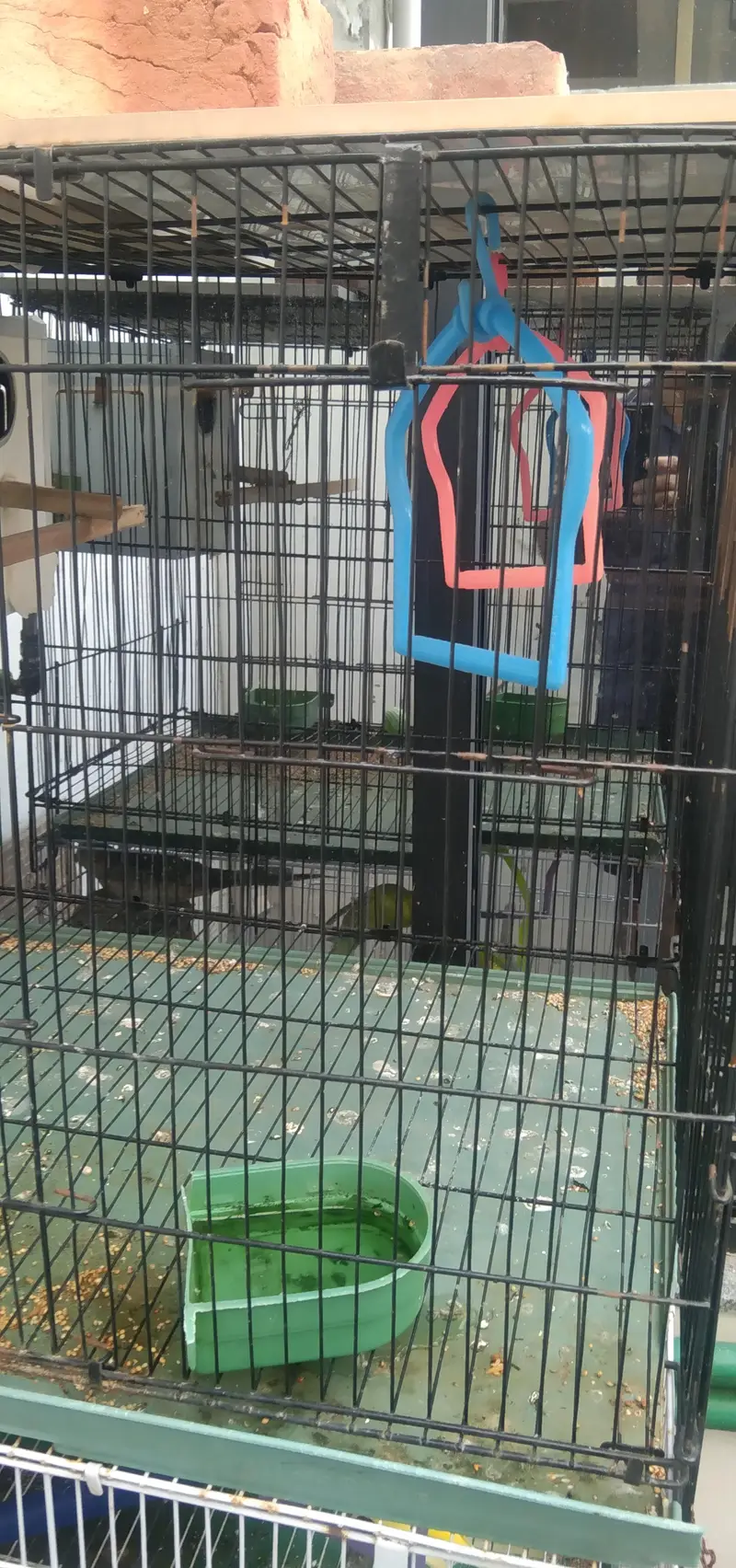 cocktail,love birds and australian — photo 2