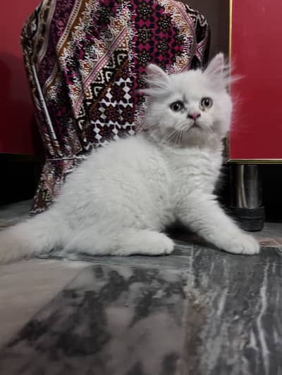 kitten for sale  beautiful furr age 2.5 month