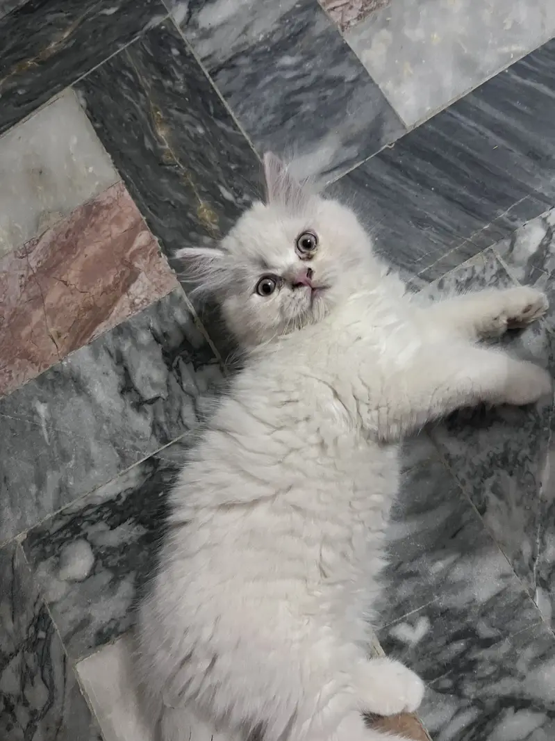 kitten for sale  beautiful furr age 2.5 month — photo 2