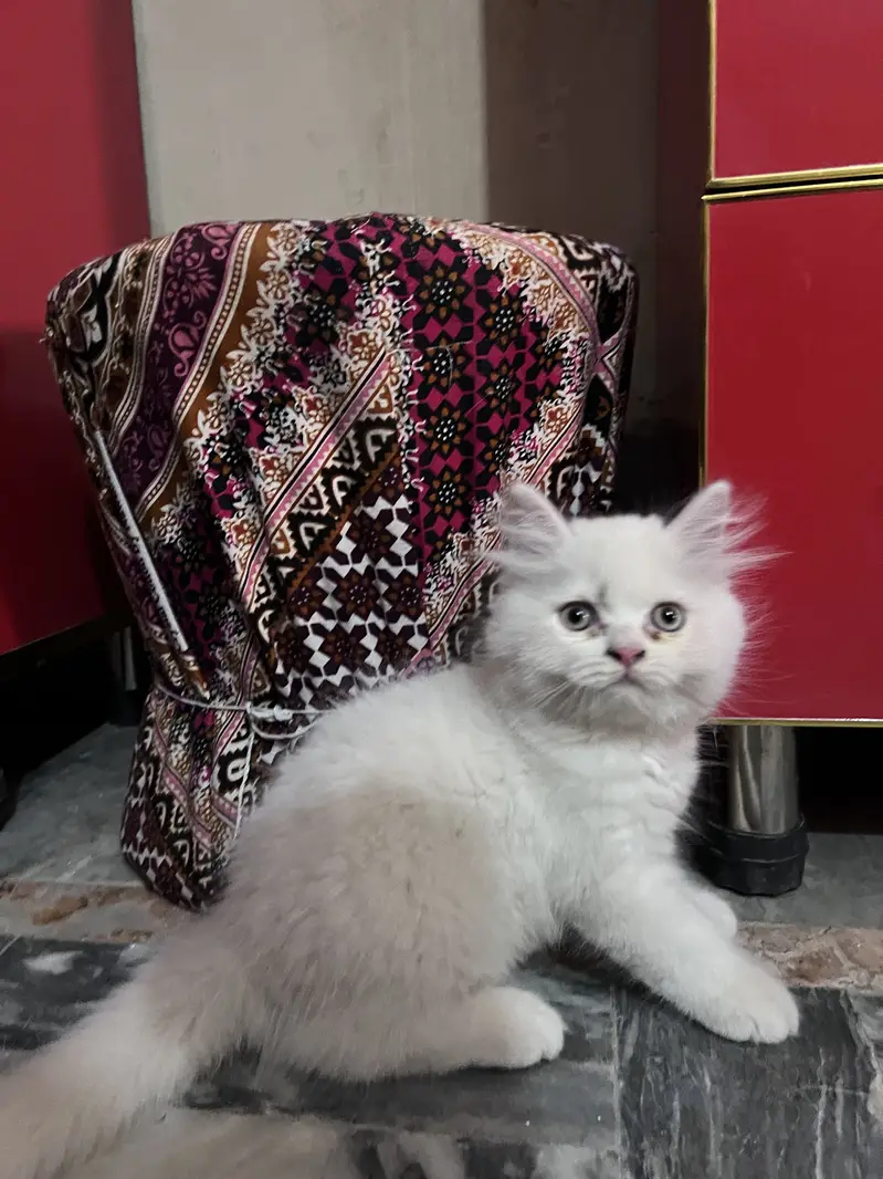 kitten for sale  beautiful furr age 2.5 month — photo 3