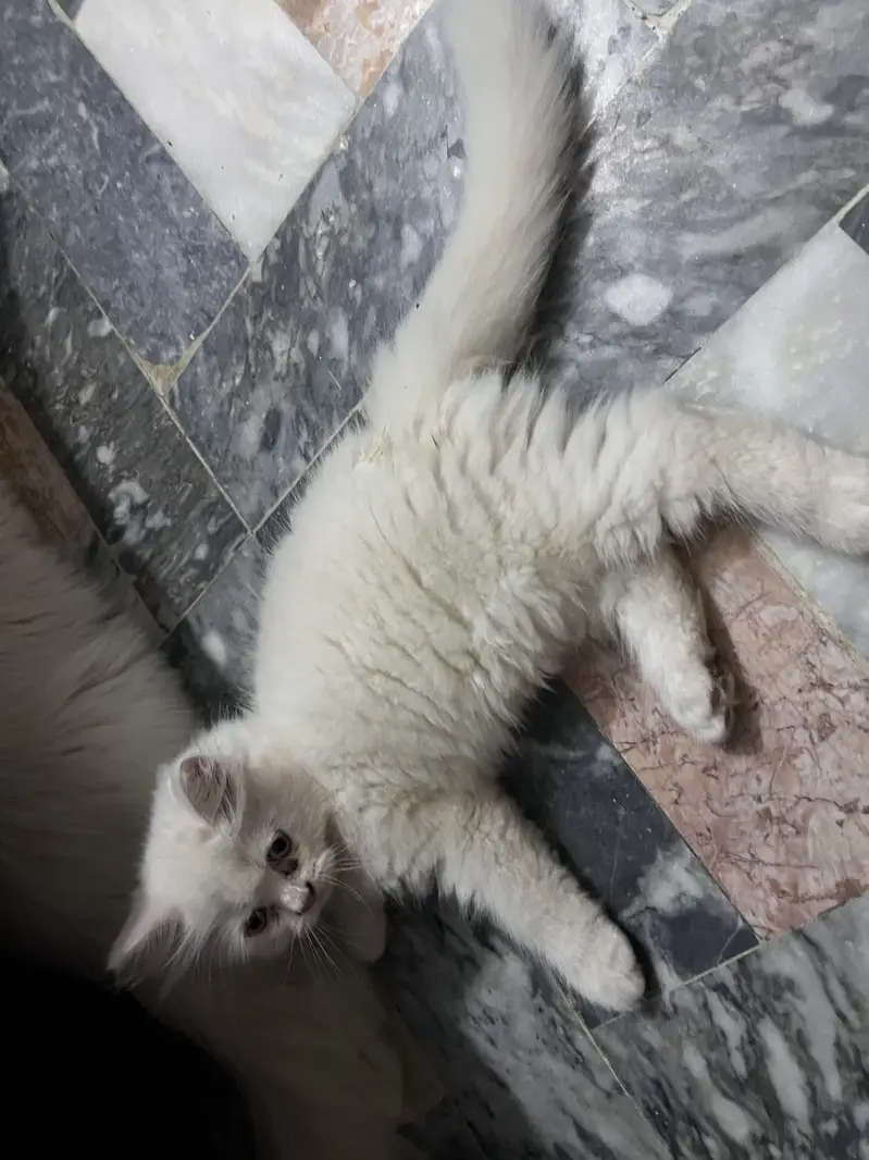 kitten for sale  beautiful furr age 2.5 month — photo 4