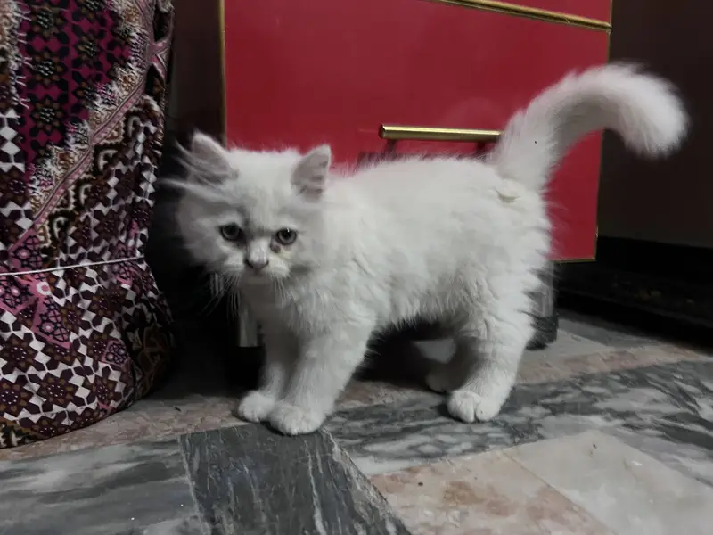 kitten for sale  beautiful furr age 2.5 month — photo 6