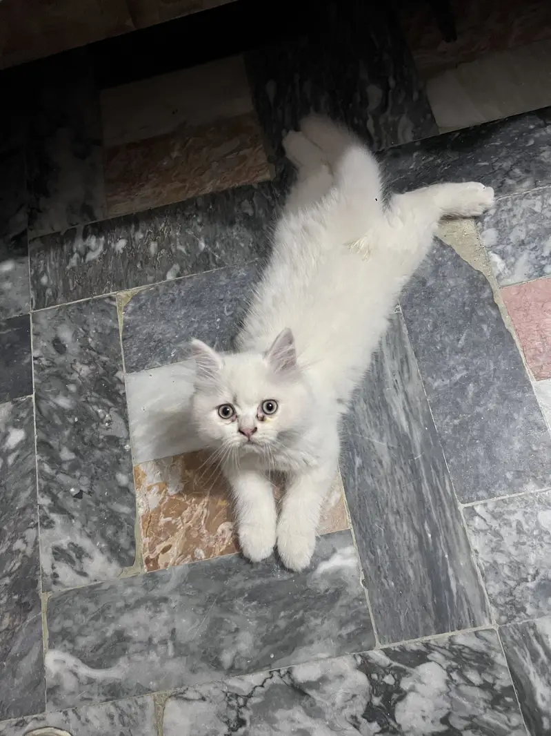kitten for sale  beautiful furr age 2.5 month — photo 7