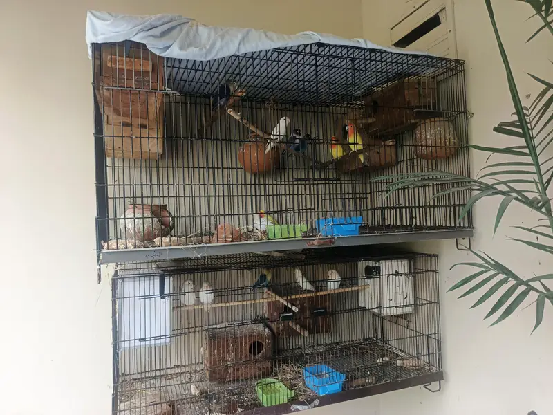 love birds along with cages and boxes