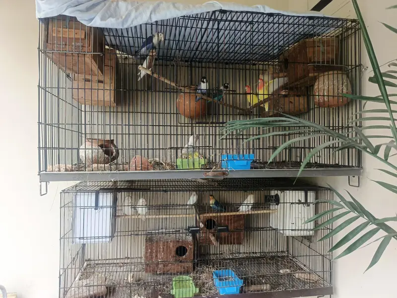 love birds along with cages and boxes — photo 2