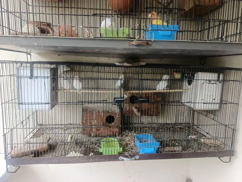 love birds along with cages and boxes — photo 3