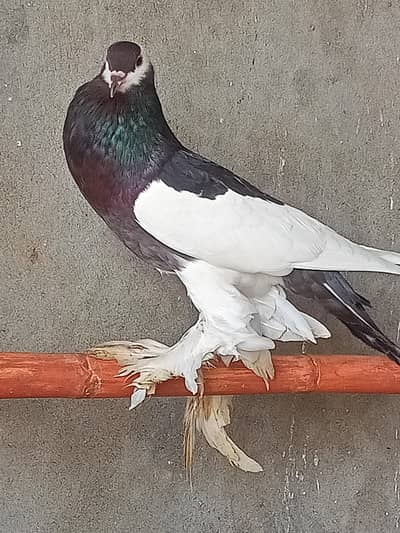 Black Megpai Breeder Female For Sale