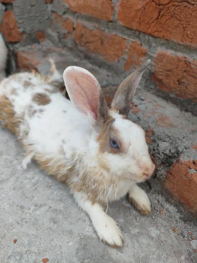 Rabbits available for Sale