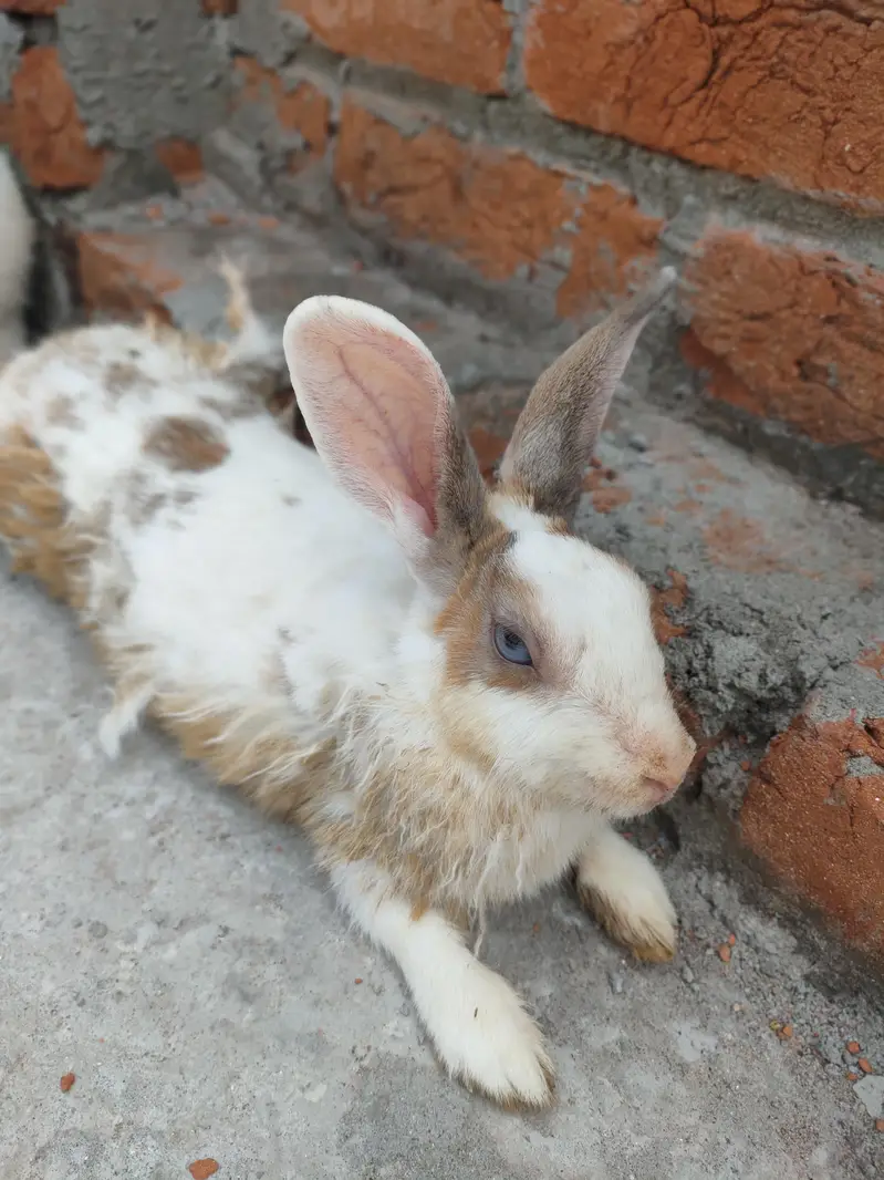 Rabbits available for Sale