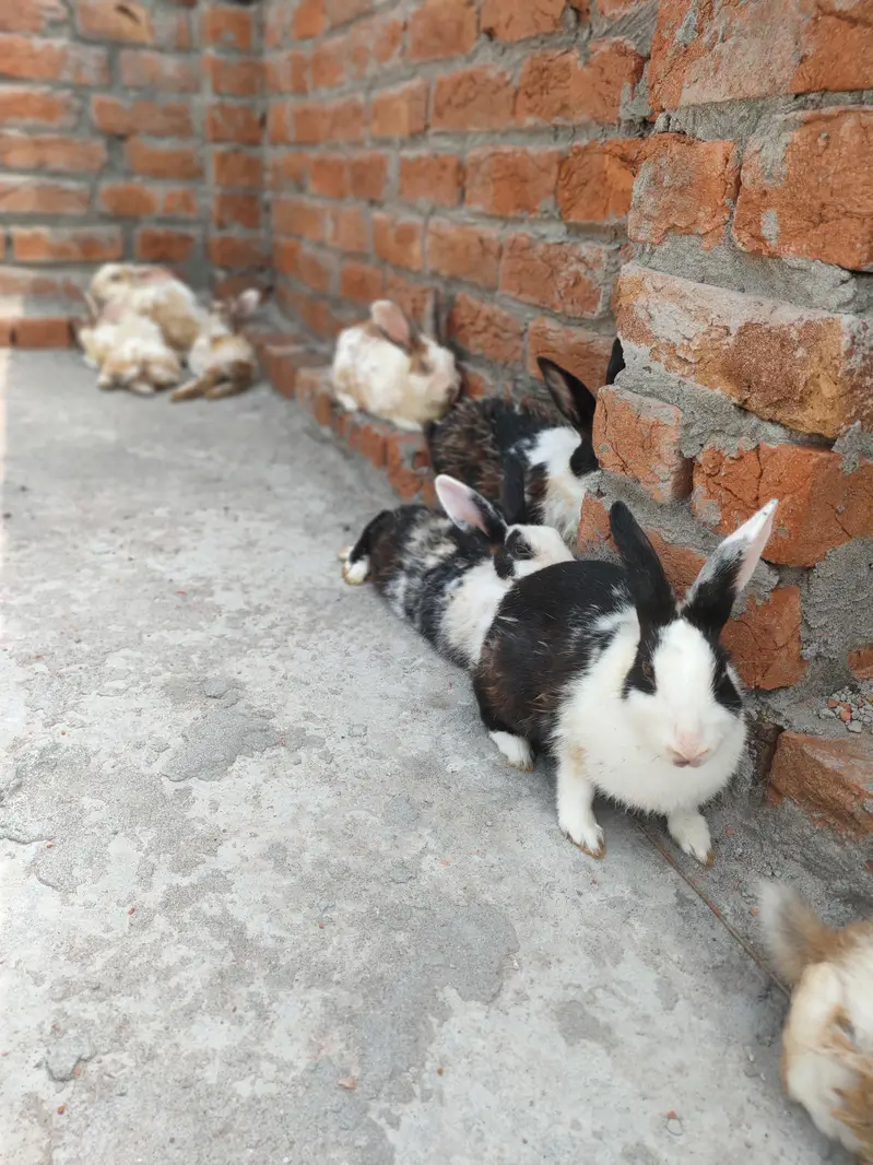 Rabbits available for Sale — photo 2