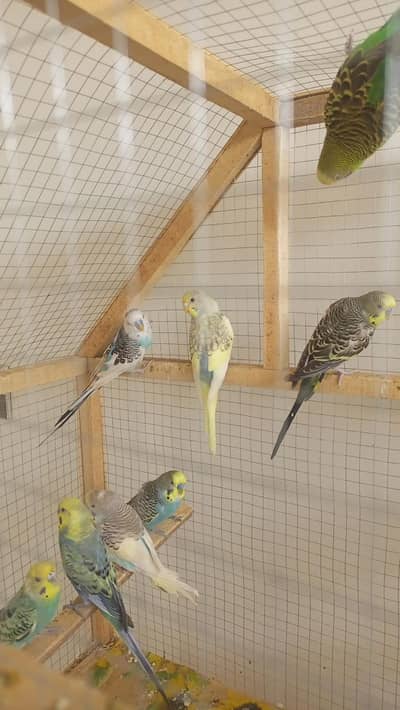 Different breeder pairs available. 03164741450