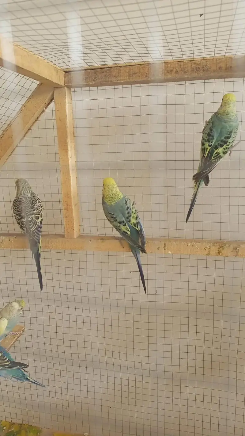 Different breeder pairs available. 03164741450 — photo 3