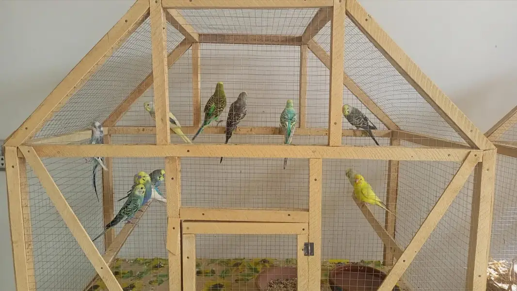 Different breeder pairs available. 03164741450 — photo 4